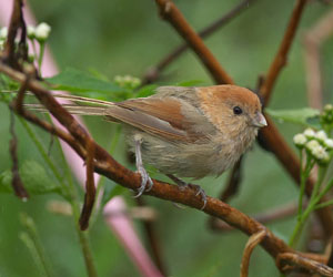 Хөхбух (Бор амураг, Бодомхой хөх бух)